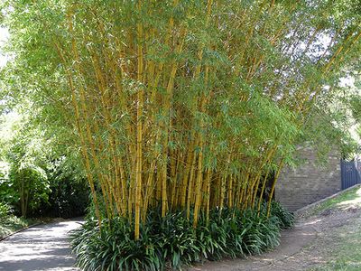 Bamboo