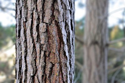 bark