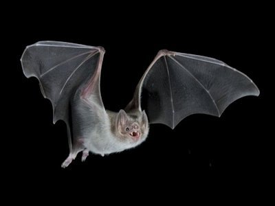 Bat