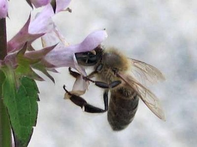 Bee