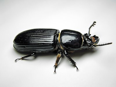 Beetle