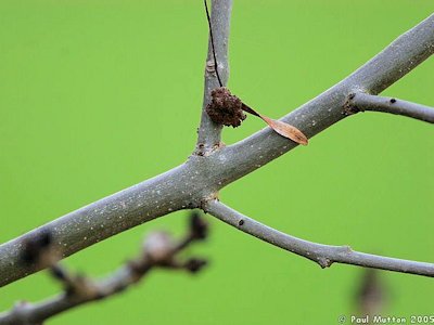 branch