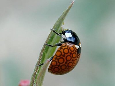 Bug