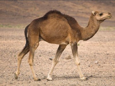 Camel
