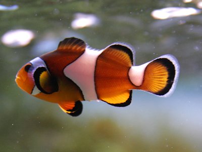 Fish