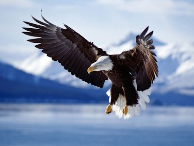 flight