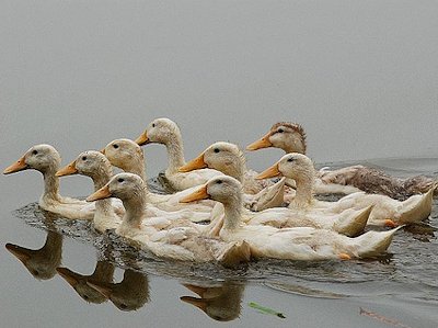 Flock