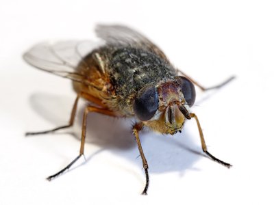 Fly