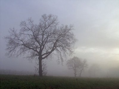 Fog