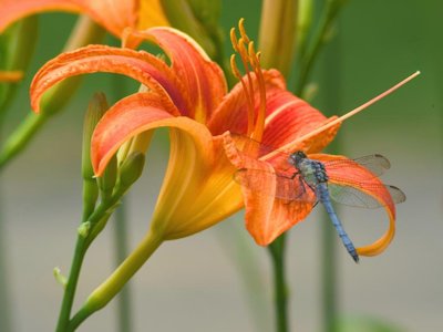 Lily