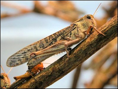 Locust