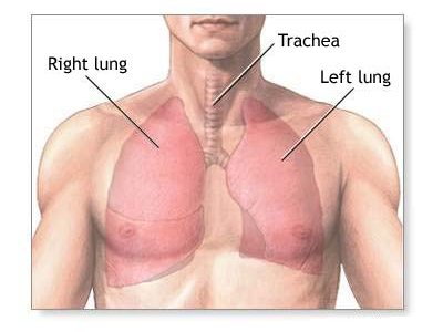 Lung