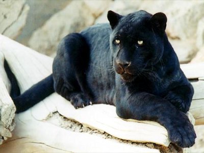 Panther