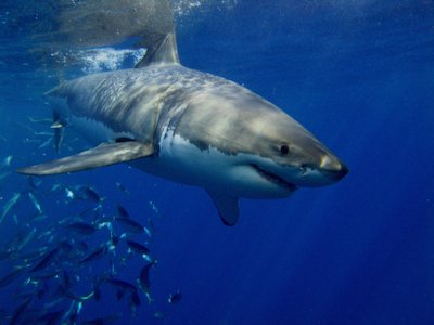 Shark