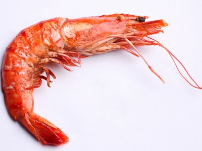 Shrimp