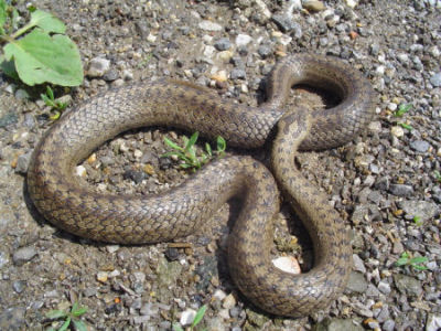Snake