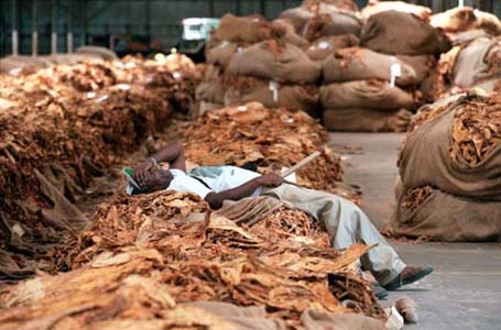 Tobacco