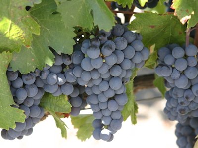 Vine