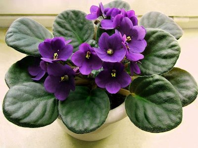 Violet