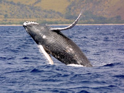 Whale
