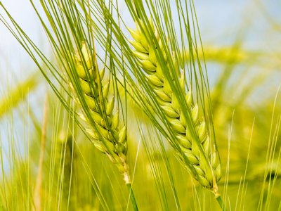 Wheat