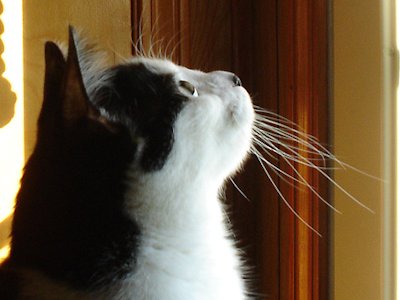 Whisker