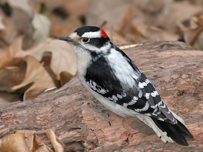 Woodpecker
