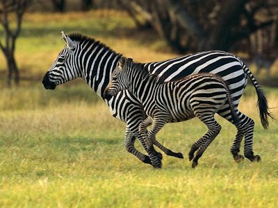 Zebra
