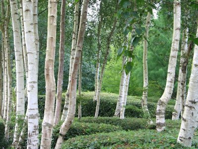 Birch