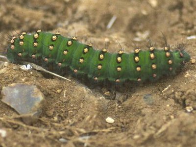 Caterpillar