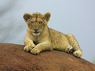 Cub