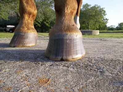 hoof