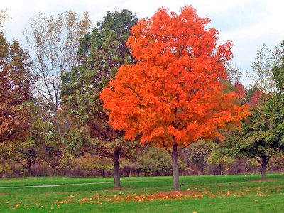 Maple Tree