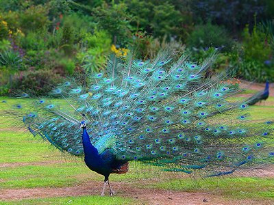 Peacock