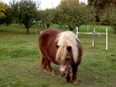 Pony