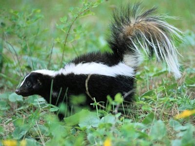 Skunk