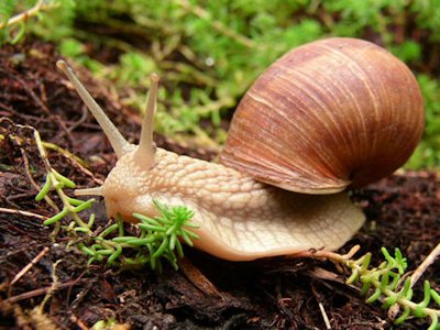 Snail