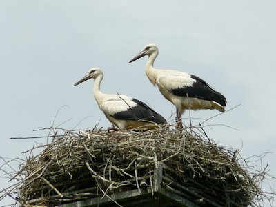 Stork