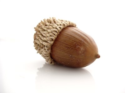 Acorn