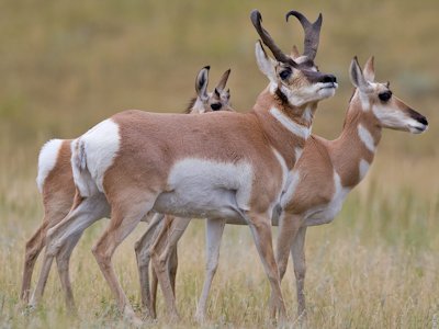 Antelope