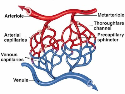 Artery