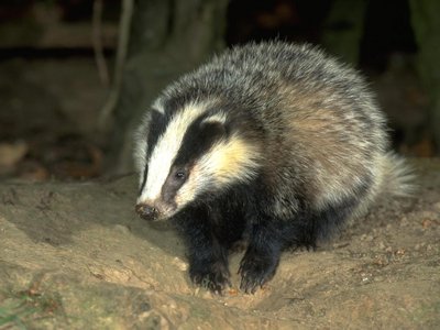 Badger