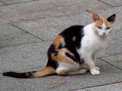 Calico