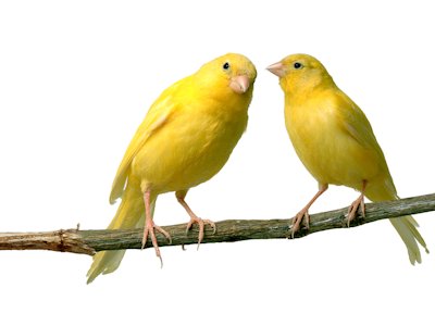 Canary