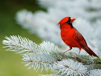 Cardinal