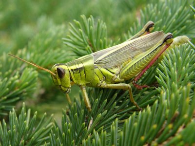 Locust