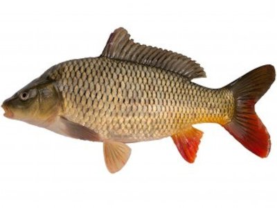 Carp