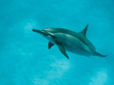 Dolphin