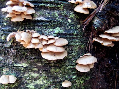 Fungus