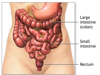 Intestines